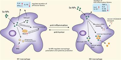 Immunomodulatory roles of selenium nanoparticles: Novel arts for potential immunotherapy strategy development